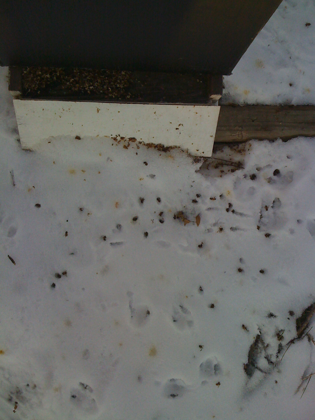 Dead bees in snow