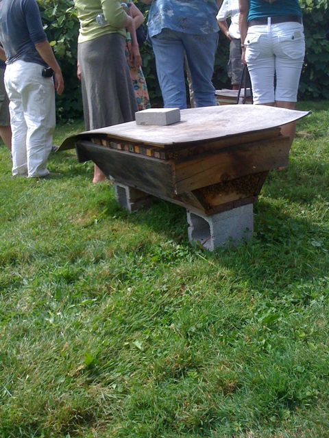 Sam Comfort top-bar hive