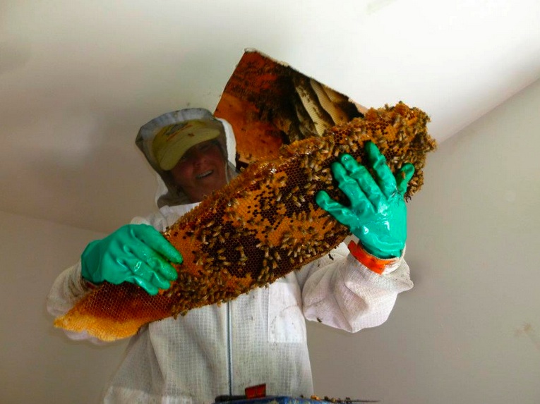 Removing bees and comb from between floor joists