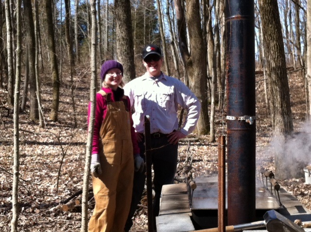 Harvesting maple syrup