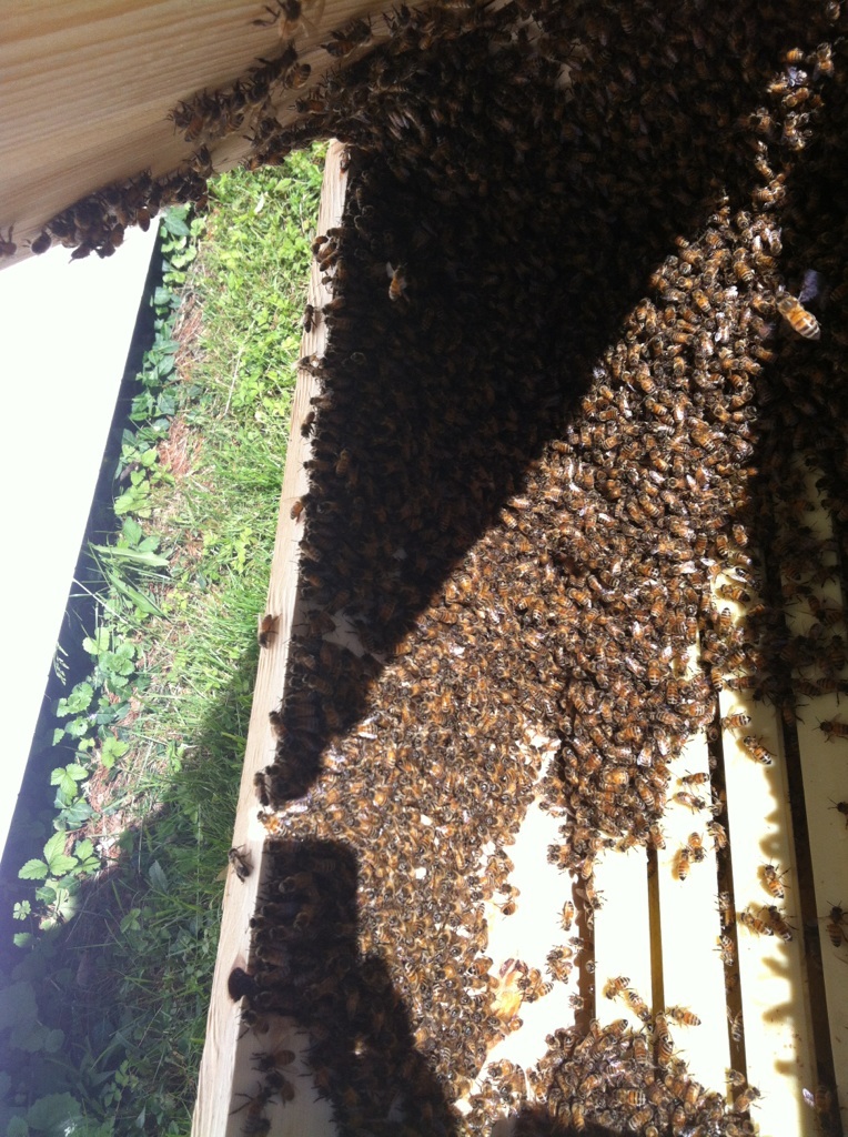 Amy's bees in their new hive