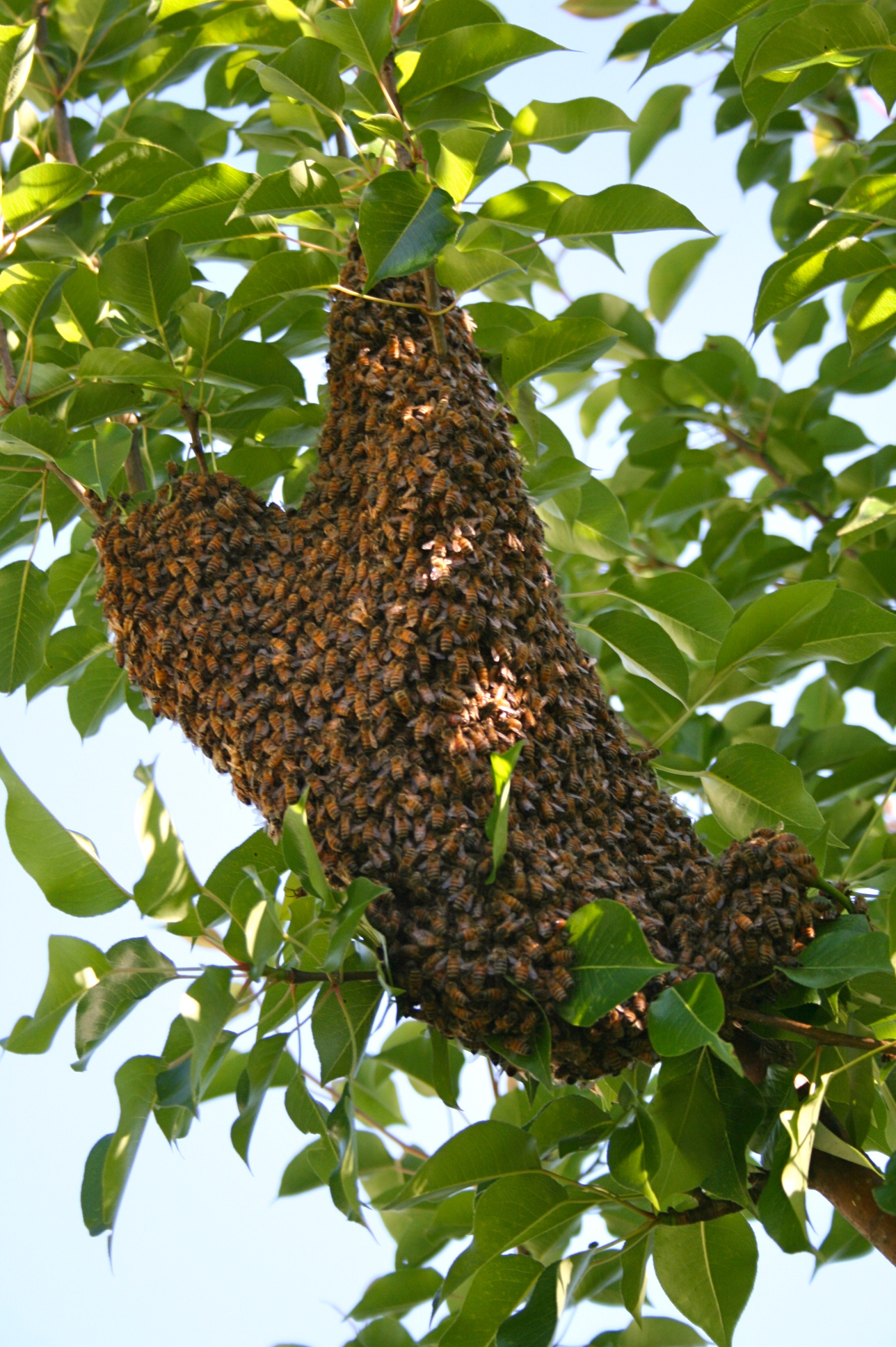 Swarm in Amy's pear tree