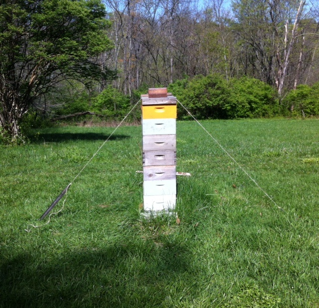 The Foster hive all staked down