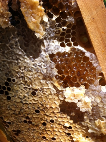 Honey! 20120525-063547.jpg