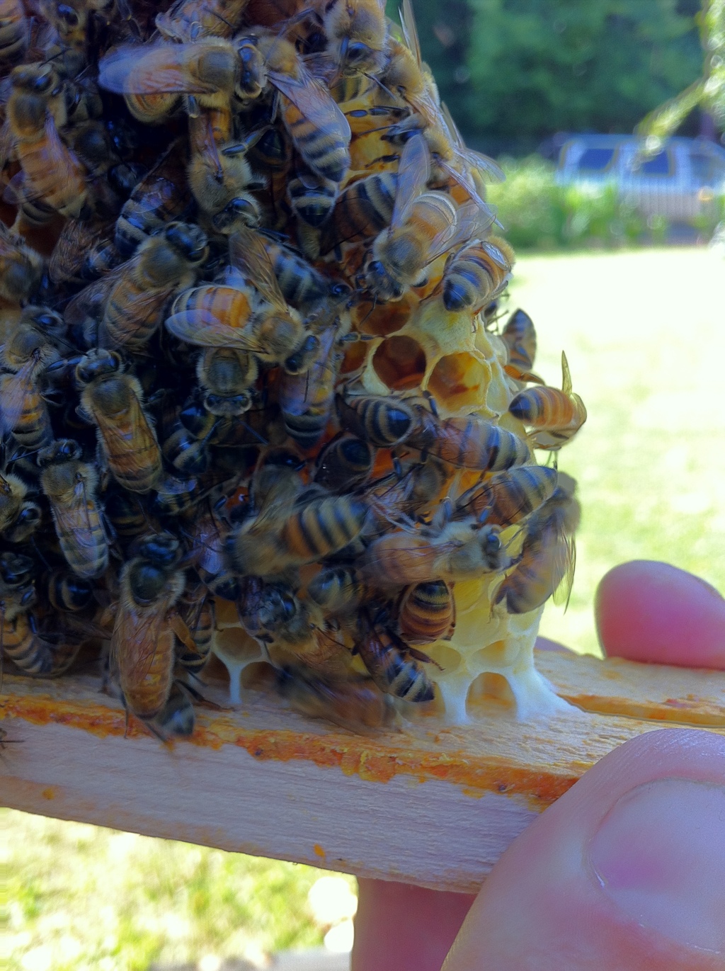 The queen (she's touching the wooden bar) 20120616-071354.jpg