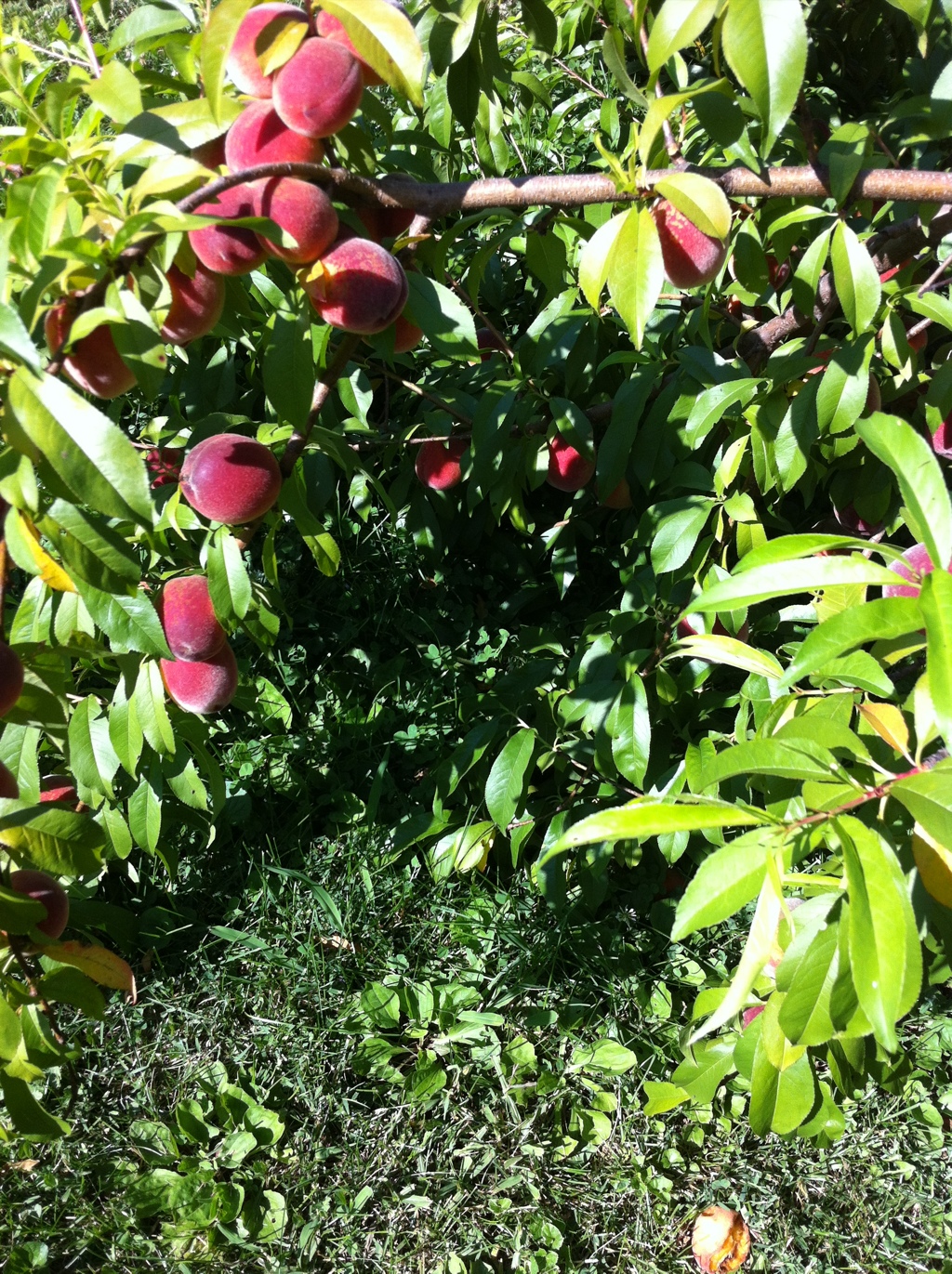 Matt's peach tree (from which he gave me beautiful peaches) 20120616-071409.jpg
