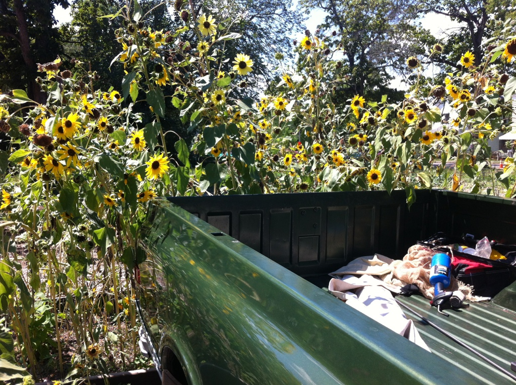 The truck and the sunflowers 20120821-190813.jpg