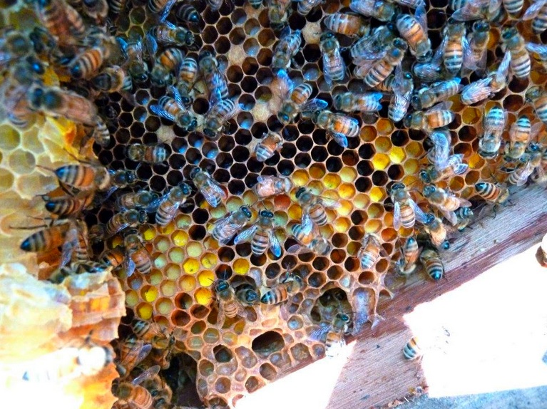 Comb containing pollen, brood, larvae