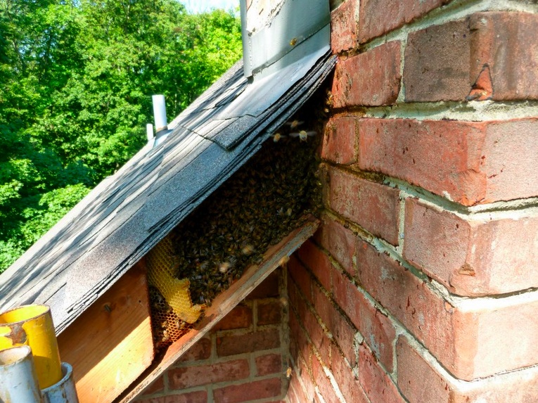 Exposed hive
