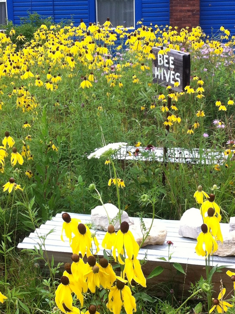 Brazee Street Studios: Prairie Flowers and Honeybee Hives