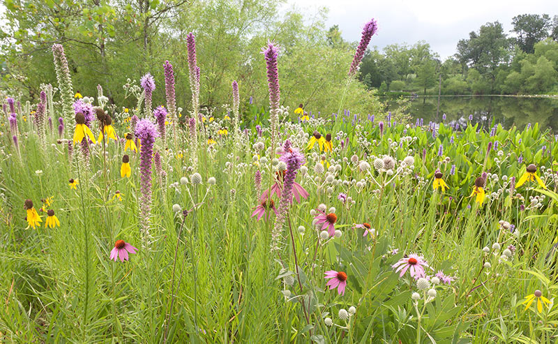 Prairie Flowers