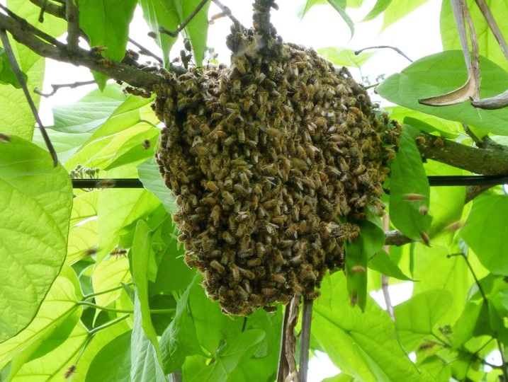Swarm in a catalpa tree