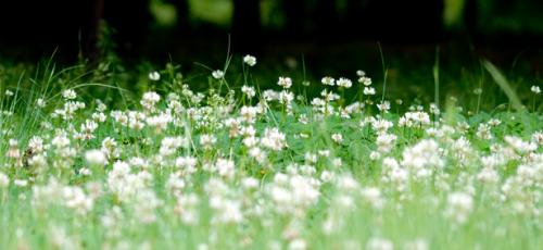 Clover
