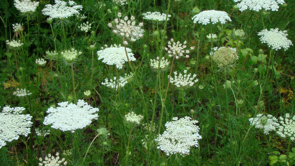 Queen Anne's Lace