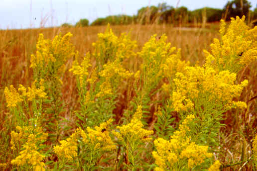Goldenrod