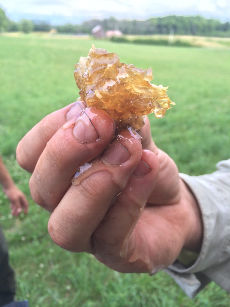 A comb dripping with honey