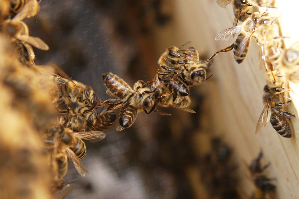 Festooning bees rebuilding comb