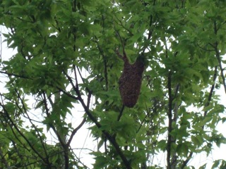 Amazon Swarm, May 2010