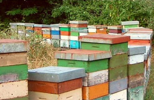colorful beehives