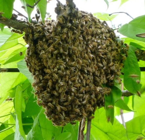 Swarm of honeybees. We love swarms!
