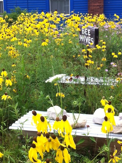 Prairie flowers and the beehives at Brazee Street Studios