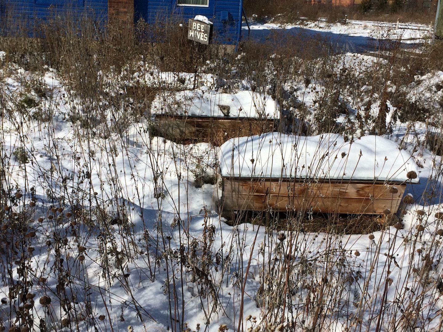 Beehives in snow