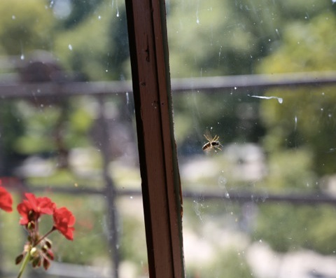 A Bee in Catherine Stehlin's window copy