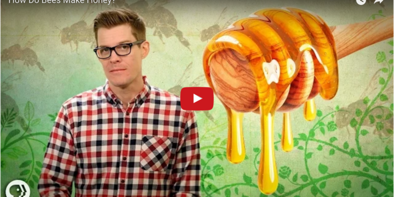 How do Bees Make Honey