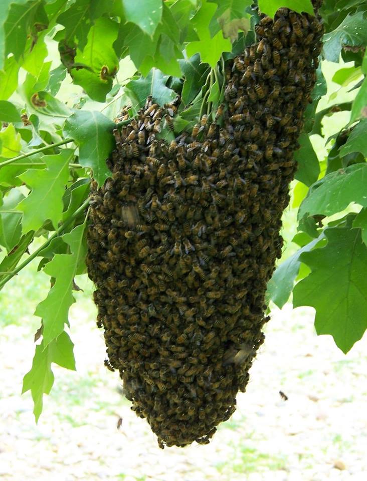 Cincinnati swarm